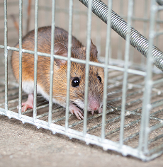 自分で駆除する方法