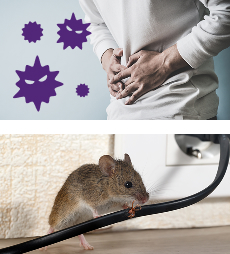 自分で駆除する方法